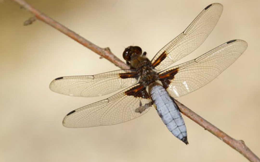 Témoignage stage chamanique et animaux totems de Annie