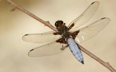 Témoignage stage chamanique et animaux totems de Annie