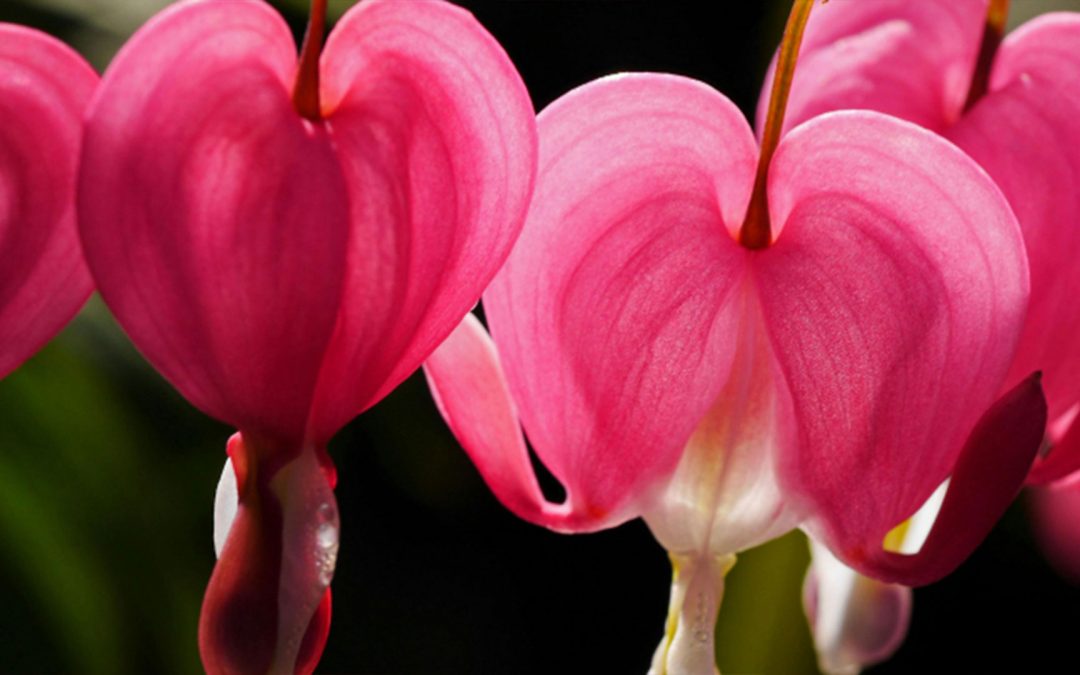 Témoignage thérapie holistique de Lucie